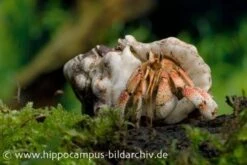 5 Kleine Landeinsiedlerkrebse, Coenobita Spec. -Zubehör für Haustieraquarien 12441 Landeinsiedlerkrebs Coenobita pseudorugosus