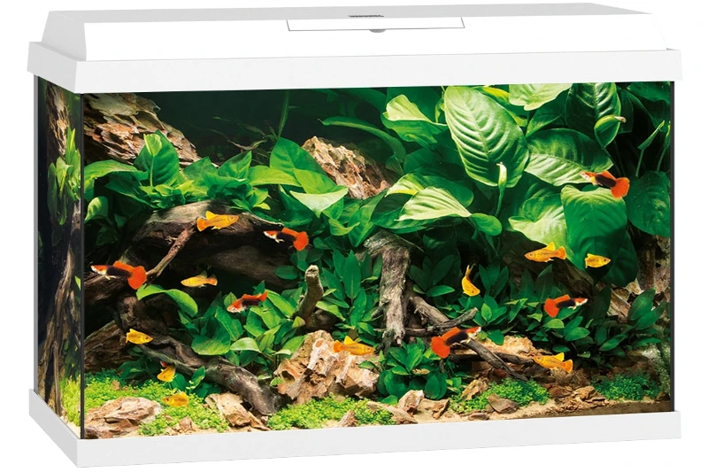 Juwel Primo 70 Weiß Aquarium-Set 2 Juwel Primo 70 Weiß Aquarium-Set – Bild 2