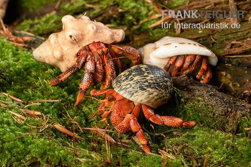 Bundle: 3x Erdbeer Landeinsiedlerkrebs, Coenobita Perlatus (3 Tiere) 1 Bundle: 3x Erdbeer Landeinsiedlerkrebs, Coenobita Perlatus (3 Tiere)