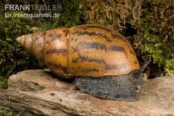 Tiger-Achatschnecke, Achatina Achatina -Zubehör für Haustieraquarien Achatina achatina 1 WWTFT0300