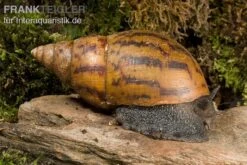Tiger-Achatschnecke, Achatina Achatina -Zubehör für Haustieraquarien Achatina achatina WWTFT0302
