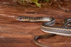 Ägyptische Sandrennnatter, Psammophis Sibilans -Zubehör für Haustieraquarien Aegyptische Sandrennnatter Psammophis sibilans 03
