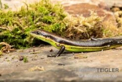Afrika-Skink, Trachylepis Polytropis