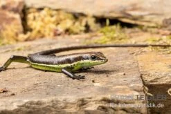 Afrika-Skink, Trachylepis Polytropis -Zubehör für Haustieraquarien Afrika Skink Trachylepis polytropis 3