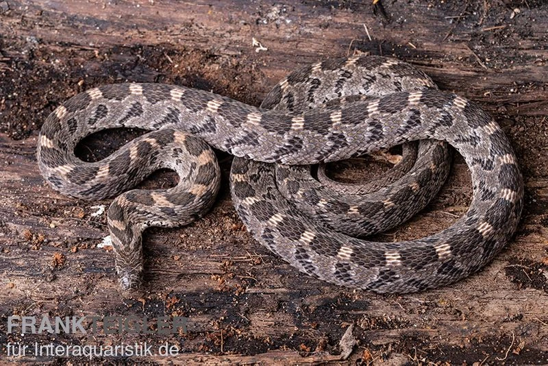 Afrikanische Eierschlange, Dasypeltis Scabra 1 Afrikanische Eierschlange, Dasypeltis Scabra
