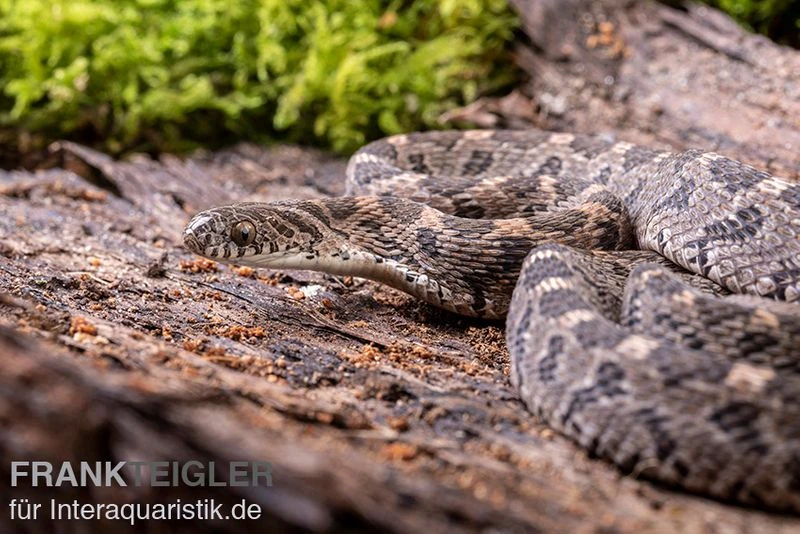 Afrikanische Eierschlange, Dasypeltis Scabra 2 Afrikanische Eierschlange, Dasypeltis Scabra – Bild 2