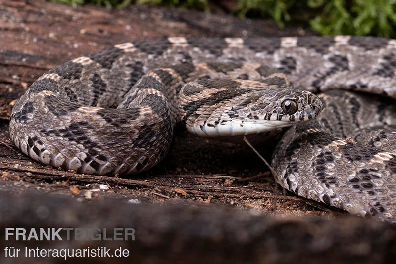 Afrikanische Eierschlange, Dasypeltis Scabra 3 Afrikanische Eierschlange, Dasypeltis Scabra – Bild 3