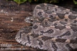Afrikanische Eierschlange, Dasypeltis Scabra 10 Afrikanische Eierschlange, Dasypeltis Scabra -Zubehör für Haustieraquarien Afrikanische Eierschlange Dasypeltis scabra neu 4