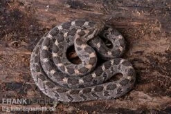 Afrikanische Eierschlange, Dasypeltis Scabra 11 Afrikanische Eierschlange, Dasypeltis Scabra -Zubehör für Haustieraquarien Afrikanische Eierschlange Dasypeltis scabra neu 5