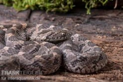 Afrikanische Eierschlange, Dasypeltis Scabra 12 Afrikanische Eierschlange, Dasypeltis Scabra -Zubehör für Haustieraquarien Afrikanische Eierschlange Dasypeltis scabra neu 6