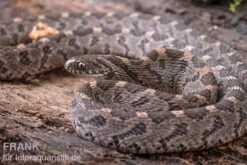 Afrikanische Eierschlange, Dasypeltis Scabra 13 Afrikanische Eierschlange, Dasypeltis Scabra -Zubehör für Haustieraquarien Afrikanische Eierschlange Dasypeltis scabra neu 9