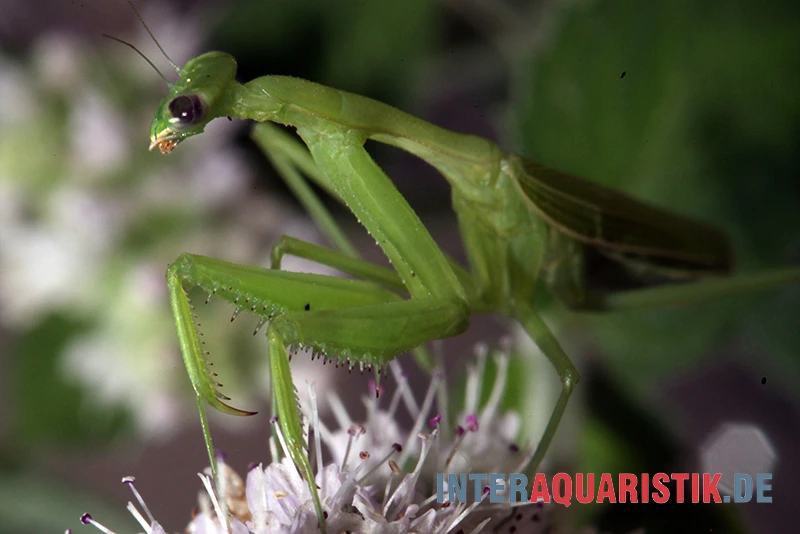 Afrikanische Gottesanbeterin, Sphodromantis Bioculata 1 Afrikanische Gottesanbeterin, Sphodromantis Bioculata