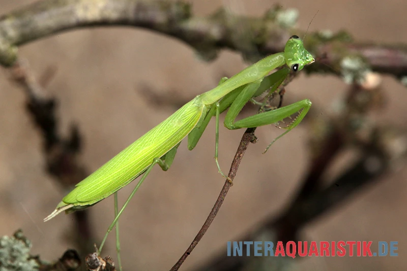 Afrikanische Gottesanbeterin, Sphodromantis Bioculata 2 Afrikanische Gottesanbeterin, Sphodromantis Bioculata – Bild 2