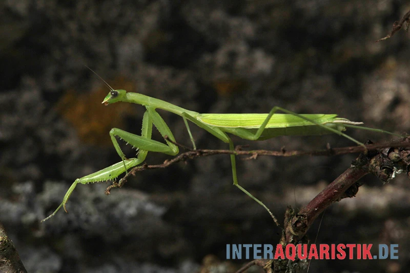 Afrikanische Gottesanbeterin, Sphodromantis Bioculata 3 Afrikanische Gottesanbeterin, Sphodromantis Bioculata – Bild 3