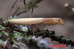 Afrikanische Gottesanbeterin, Sphodromantis Bioculata 8 Afrikanische Gottesanbeterin, Sphodromantis Bioculata -Zubehör für Haustieraquarien Afrikanische Gottesanbeterin Sphodromantis bioculata 4