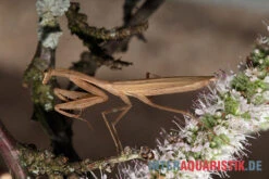 Afrikanische Gottesanbeterin, Sphodromantis Bioculata 9 Afrikanische Gottesanbeterin, Sphodromantis Bioculata -Zubehör für Haustieraquarien Afrikanische Gottesanbeterin Sphodromantis bioculata 5