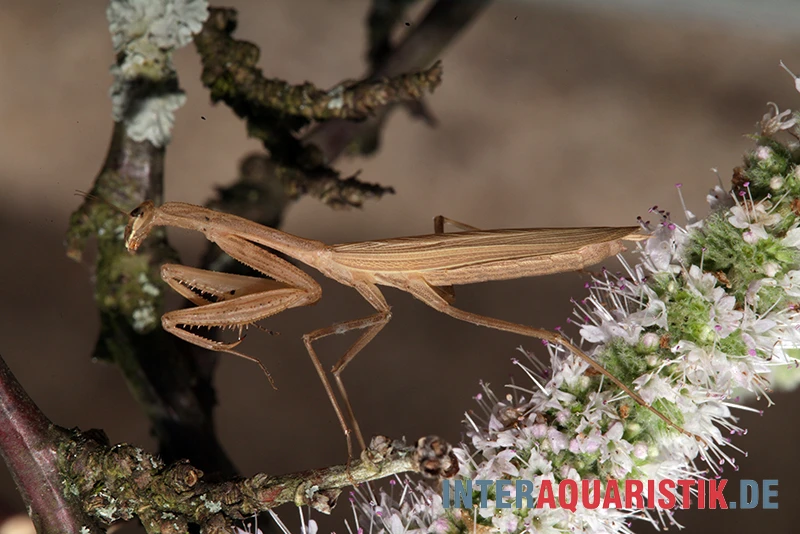 Afrikanische Gottesanbeterin, Sphodromantis Bioculata 5 Afrikanische Gottesanbeterin, Sphodromantis Bioculata – Bild 5