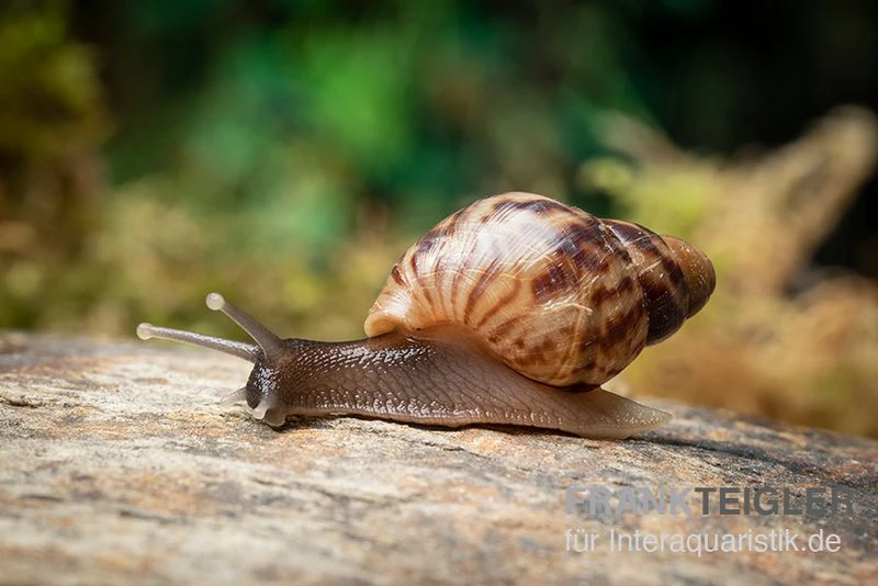 Afrikanische Riesenschnecke, Achatina Reticulata "wildfarben", DNZ 2 Afrikanische Riesenschnecke, Achatina Reticulata "wildfarben", DNZ – Bild 2