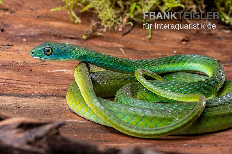 Afrikanische Strauchnatter, Philothamnus Semivariegatus 2 Afrikanische Strauchnatter, Philothamnus Semivariegatus – Bild 2