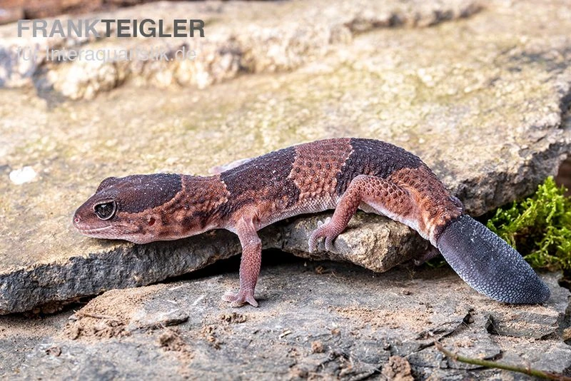 Afrikanischer Fettschwanzgecko, Hemitheconyx Caudicinctus 5 Afrikanischer Fettschwanzgecko, Hemitheconyx Caudicinctus – Bild 5
