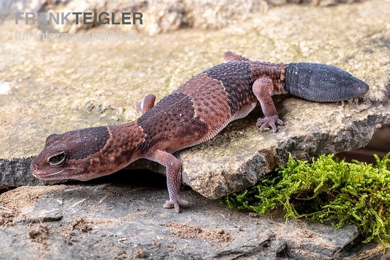 Afrikanischer Fettschwanzgecko, Hemitheconyx Caudicinctus 6 Afrikanischer Fettschwanzgecko, Hemitheconyx Caudicinctus – Bild 6