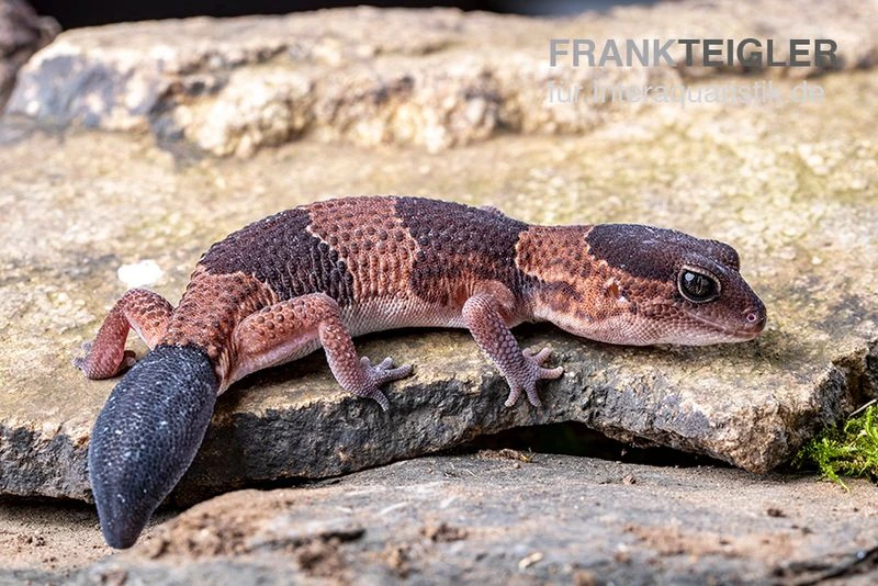 Afrikanischer Fettschwanzgecko, Hemitheconyx Caudicinctus 7 Afrikanischer Fettschwanzgecko, Hemitheconyx Caudicinctus – Bild 7