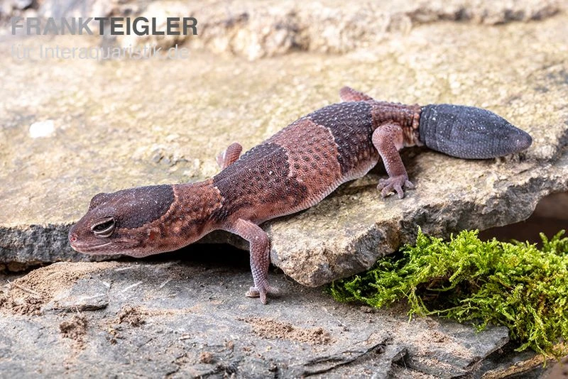 Afrikanischer Fettschwanzgecko, Hemitheconyx Caudicinctus 8 Afrikanischer Fettschwanzgecko, Hemitheconyx Caudicinctus – Bild 8