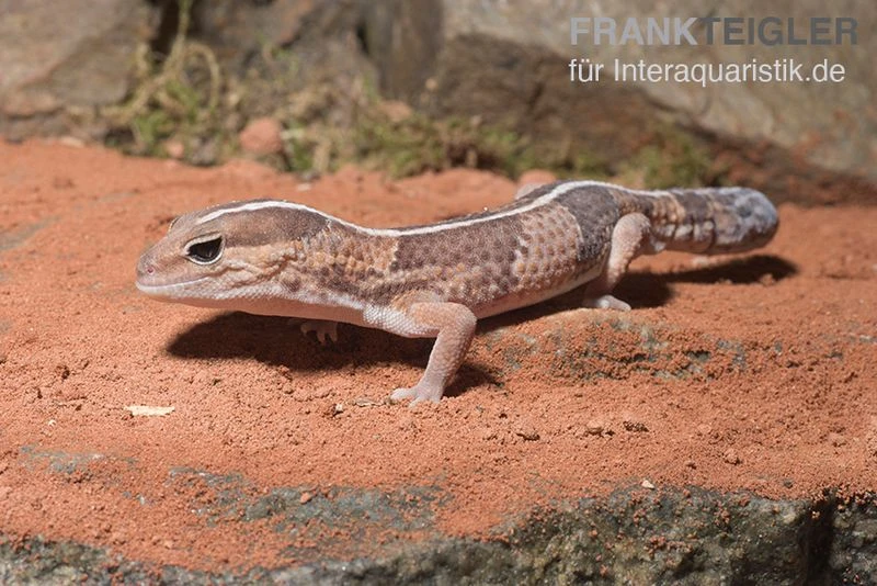 Afrikanischer Fettschwanzgecko, Hemitheconyx Caudicinctus 1 Afrikanischer Fettschwanzgecko, Hemitheconyx Caudicinctus