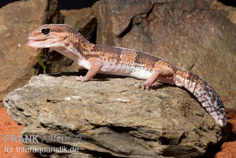 Afrikanischer Fettschwanzgecko, Hemitheconyx Caudicinctus 2 Afrikanischer Fettschwanzgecko, Hemitheconyx Caudicinctus – Bild 2