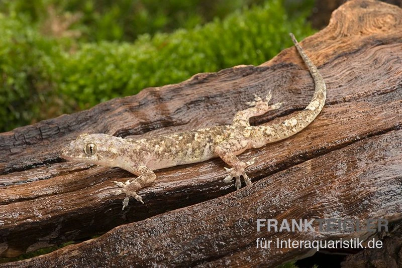 Afrikanischer Hausgecko, Hemidactylus Brookii 1 Afrikanischer Hausgecko, Hemidactylus Brookii
