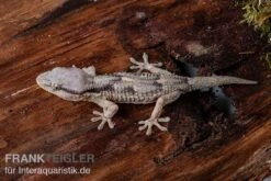 Afrikanischer Mauergecko, Tarentola Ephippiata -Zubehör für Haustieraquarien Afrikanischer Mauergecko Tarentola ephippiata 03