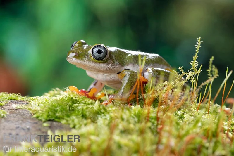 Afrikanischer Riedfrosch, Hyperolius Concolor 3 Afrikanischer Riedfrosch, Hyperolius Concolor – Bild 3