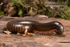 Afrikanischer Riesentausendfüßer, Archispirostreptus Gigas 7 Afrikanischer Riesentausendfüßer, Archispirostreptus Gigas -Zubehör für Haustieraquarien Afrikanischer Riesentausendfuesser Archispirostreptus gigas 03