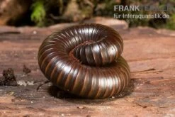 Afrikanischer Riesentausendfüßer, Archispirostreptus Gigas 9 Afrikanischer Riesentausendfüßer, Archispirostreptus Gigas -Zubehör für Haustieraquarien Afrikanischer Riesentausendfuesser Archispirostreptus gigas 05