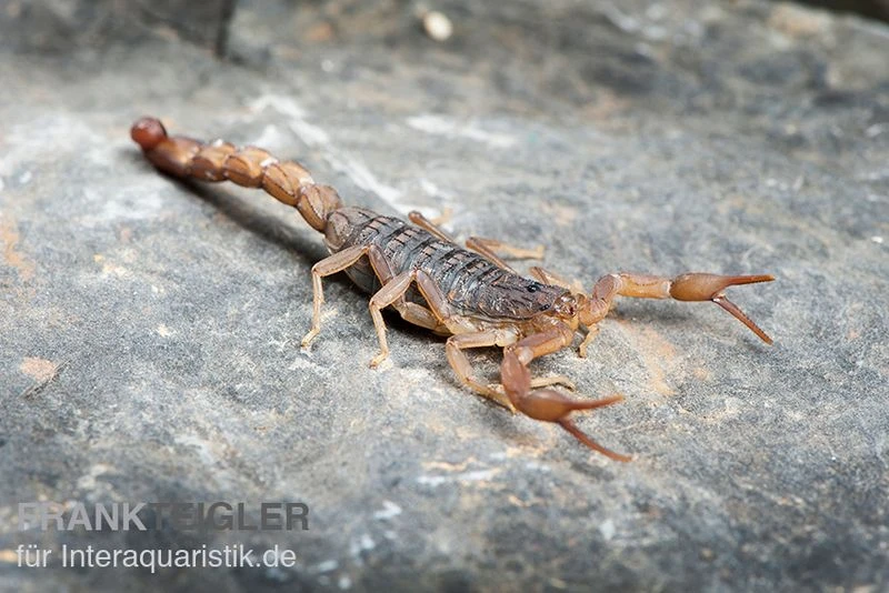 Afrikanischer Skorpion, Hottentotta Hottentotta 1 Afrikanischer Skorpion, Hottentotta Hottentotta