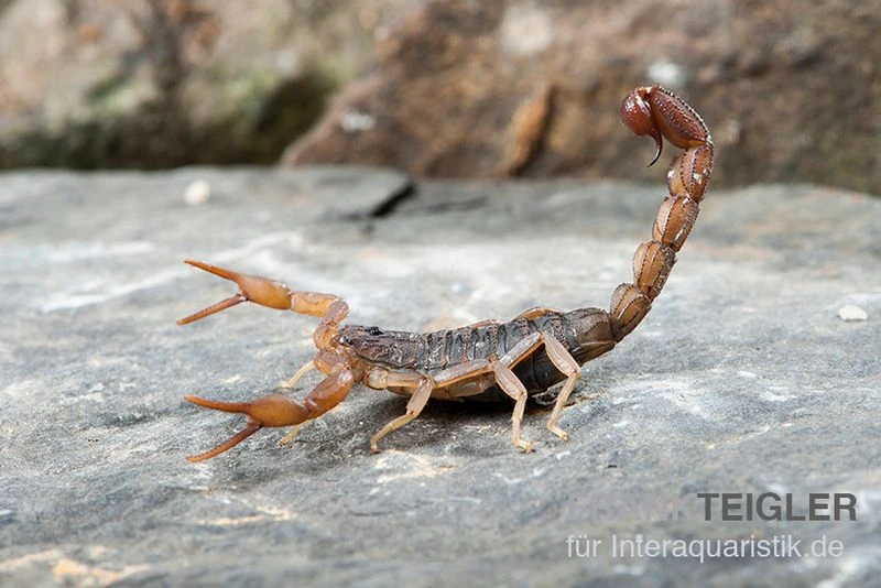 Afrikanischer Skorpion, Hottentotta Hottentotta 2 Afrikanischer Skorpion, Hottentotta Hottentotta – Bild 2