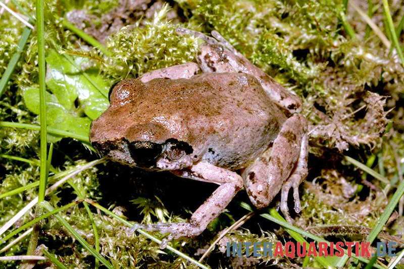 Ahl-Fluss-Frosch, Phrynobatrachus Latifrons 1 Ahl-Fluss-Frosch, Phrynobatrachus Latifrons