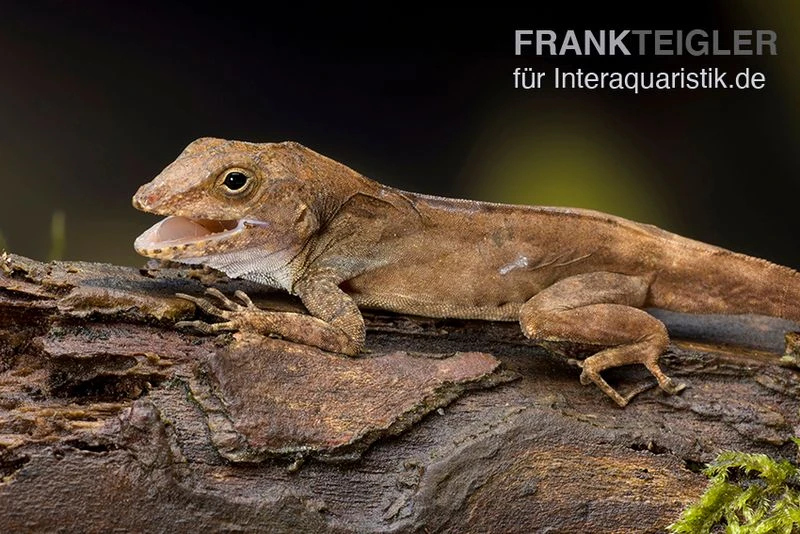 Kammanolis, Anolis Cristatellus 3 Kammanolis, Anolis Cristatellus – Bild 3