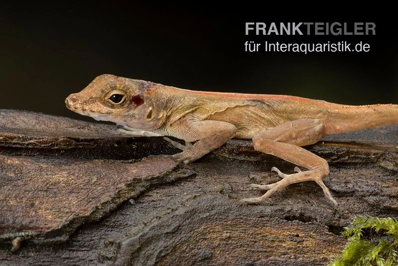 Kammanolis, Anolis Cristatellus 2 Kammanolis, Anolis Cristatellus – Bild 2