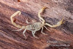 Arizona Bark Scorpion, Centruroides Sculpturatus
