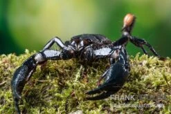Asia-Skorpion, Heterometrus Longimanus -Zubehör für Haustieraquarien Asia Skorpion Heterometrus longimanus 3