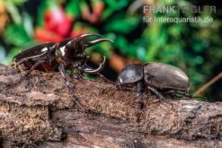 Atlaskäfer, Chalcosoma Atlas -Zubehör für Haustieraquarien Atlaskaefer Chalcosoma atlas 3