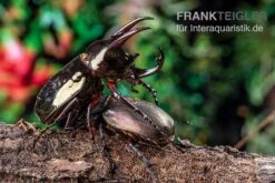 Atlaskäfer, Chalcosoma Atlas -Zubehör für Haustieraquarien Atlaskaefer Chalcosoma atlas 5