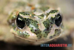 Atlaskröte, Bufo Brongersmai