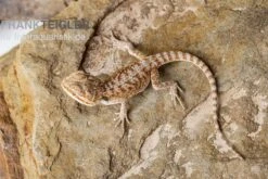 Bartagame, Pogona Vitticeps, Farbmix -Zubehör für Haustieraquarien Bartagame Pogona vitticeps Red Bearded Dragon 3