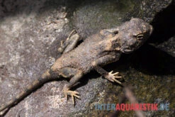 Blasse Wüstenagame, Trapelus Pallidus 5 Blasse Wüstenagame, Trapelus Pallidus -Zubehör für Haustieraquarien Blasse Wuestenagame Trapelus pallidus 3