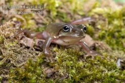 Blauer Korallenfinger-Laubfrosch, Litoria Caerulea -Zubehör für Haustieraquarien Blauer Korallenfinger Laubfrosch Litoria caerulea 03