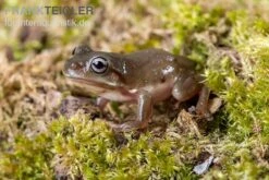 Blauer Korallenfinger-Laubfrosch, Litoria Caerulea -Zubehör für Haustieraquarien Blauer Korallenfinger Laubfrosch Litoria caerulea 04