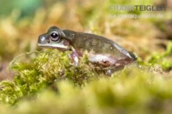 Blauer Korallenfinger-Laubfrosch, Litoria Caerulea -Zubehör für Haustieraquarien Blauer Korallenfinger Laubfrosch Litoria caerulea 05