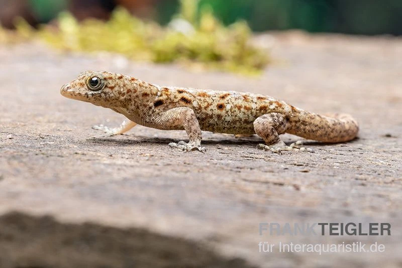 Blauer Rotkopfgecko, Gonatodes Albogularis 5 Blauer Rotkopfgecko, Gonatodes Albogularis – Bild 5